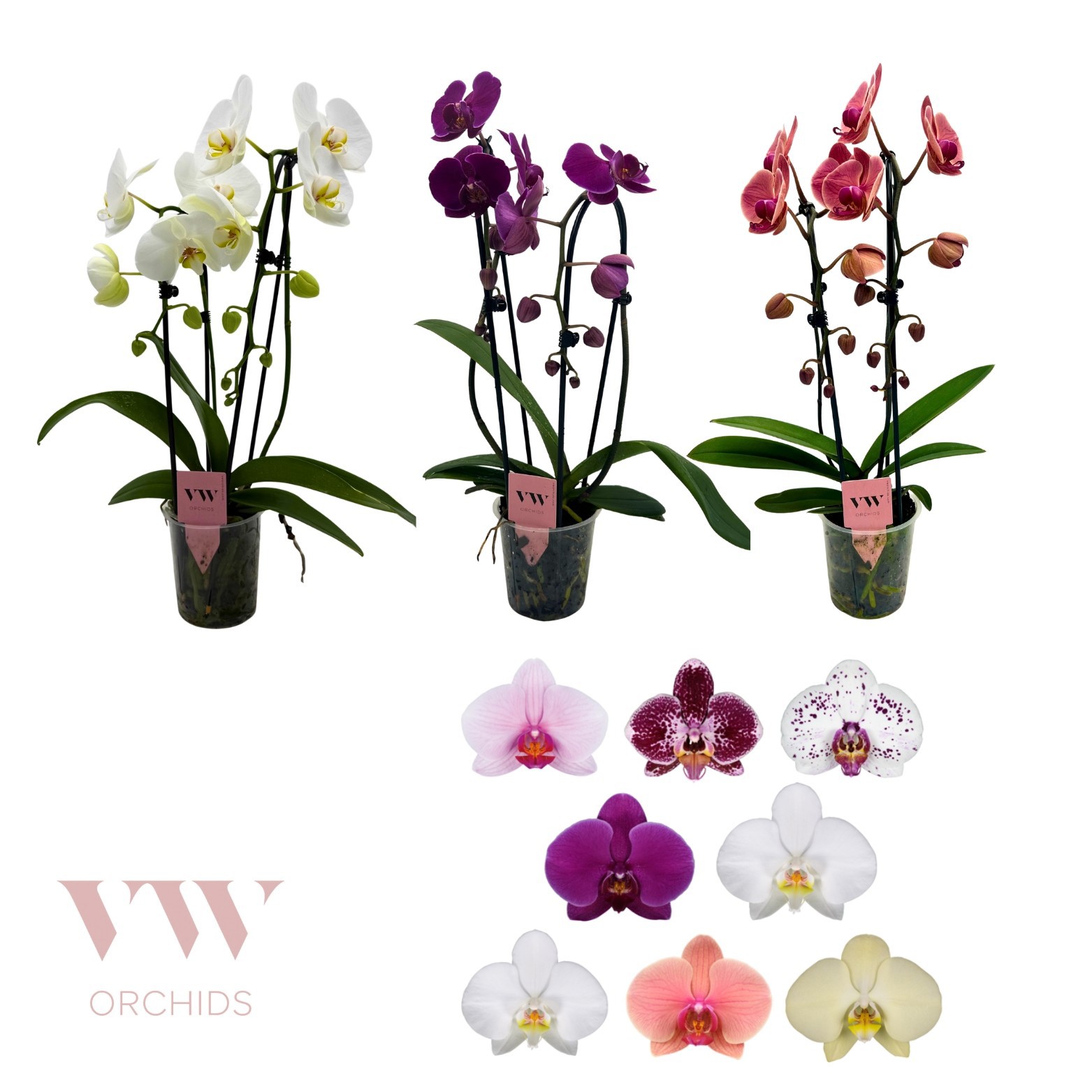 Phalaenopsis Cascade 2 tak gemengd, D 12