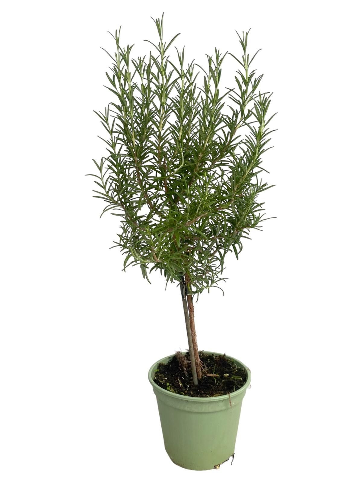 Rosmarinus off. "OP STAM", D 14