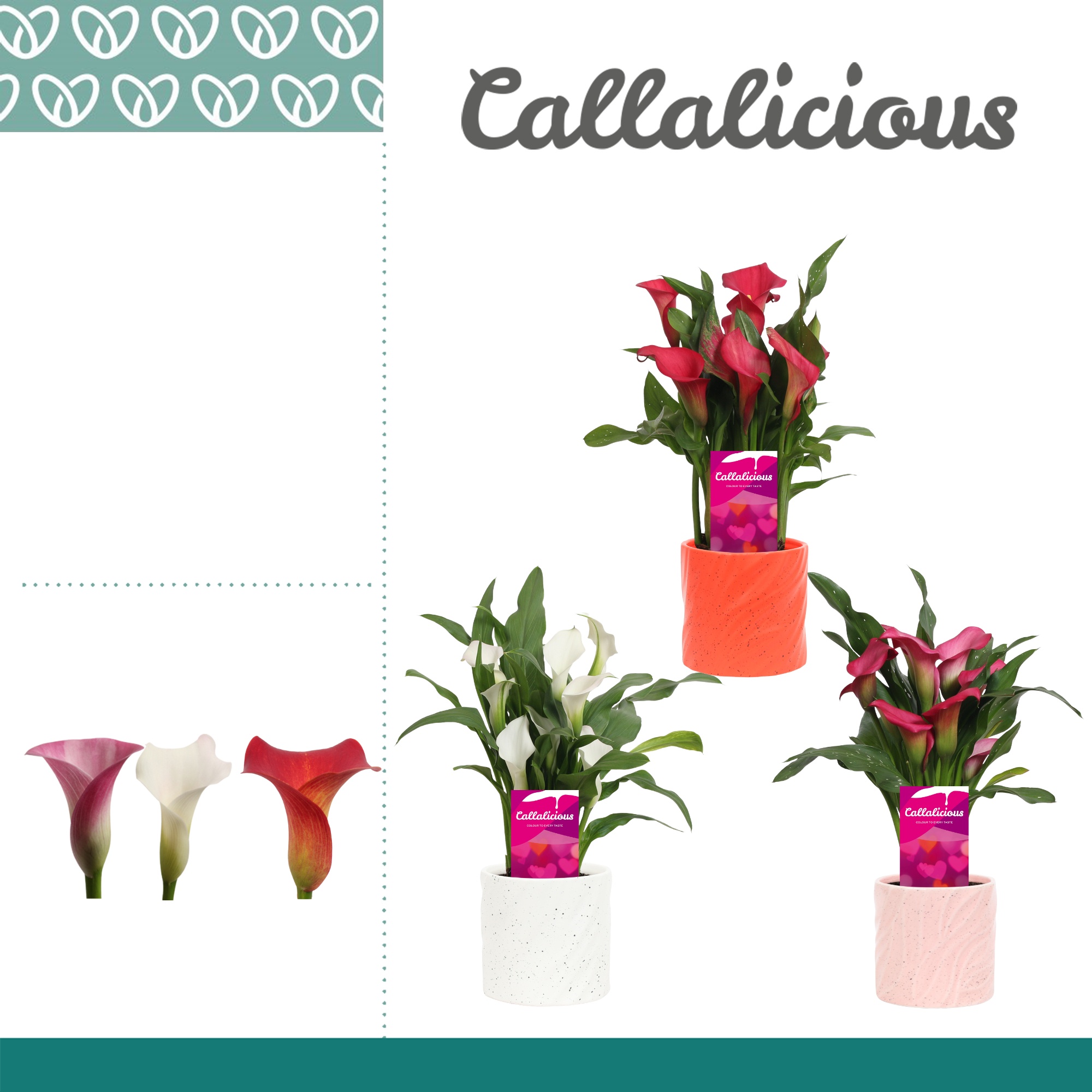 Zantedeschia (Calla) Roze/Wit/Rood in Ompot Yara LOVE, D 12