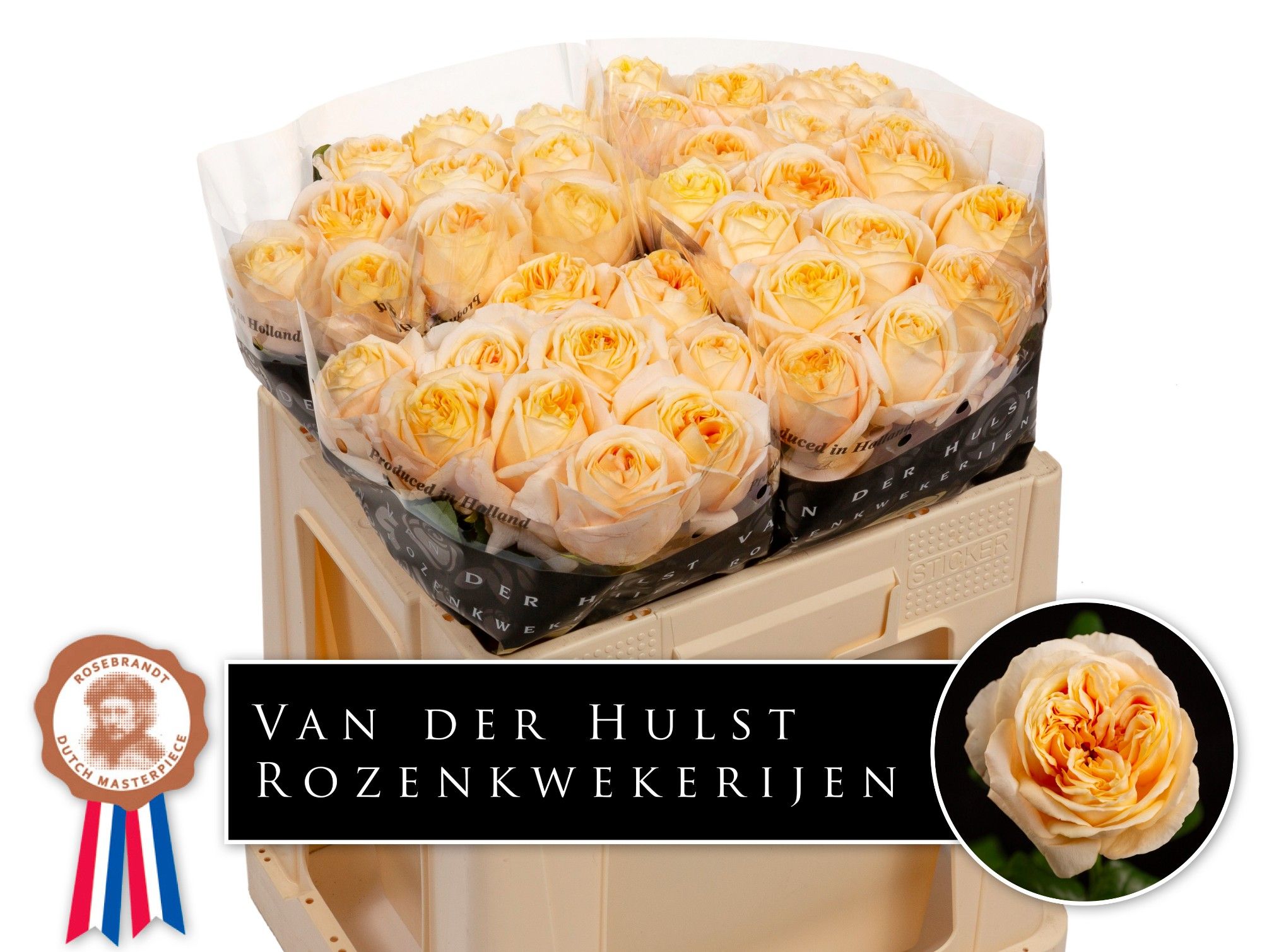 Роза од. Лондон Тауэр 50, шт.