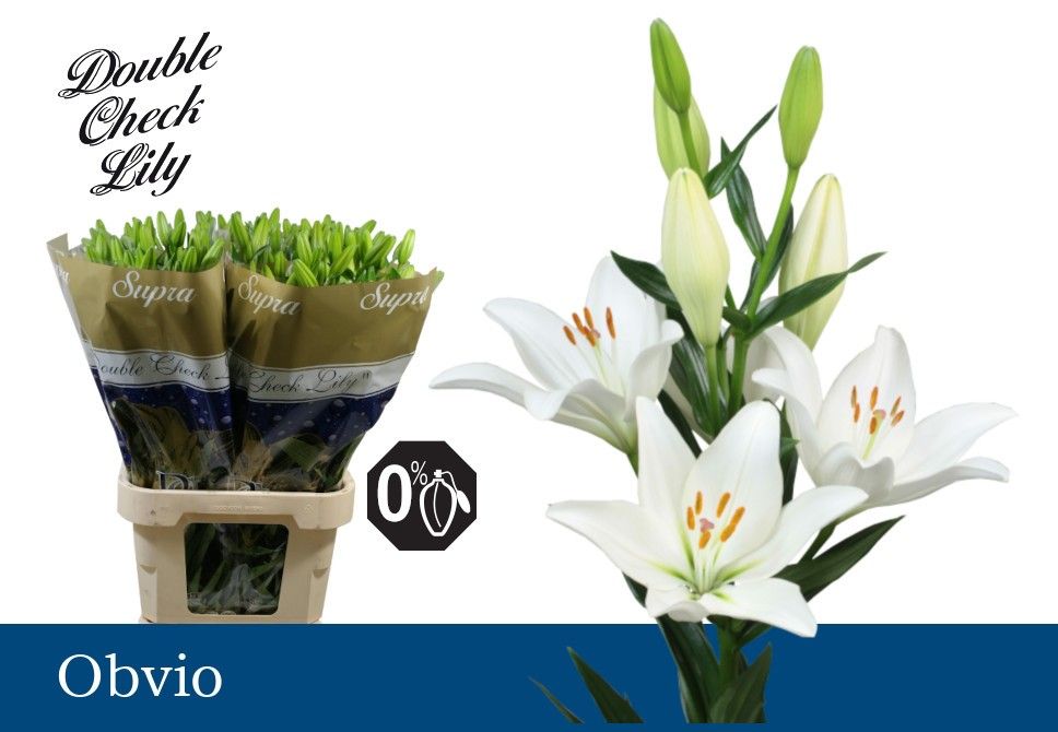 Лилия Обвио 95, шт. Лилия Обвио 95, шт.