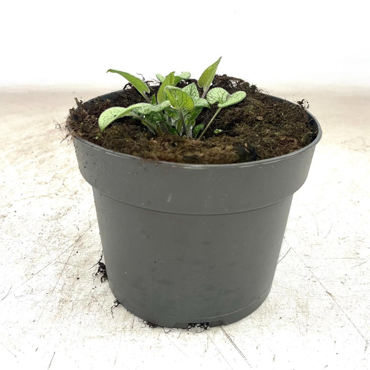 Brunnera macr. 'Looking Glass', D 17