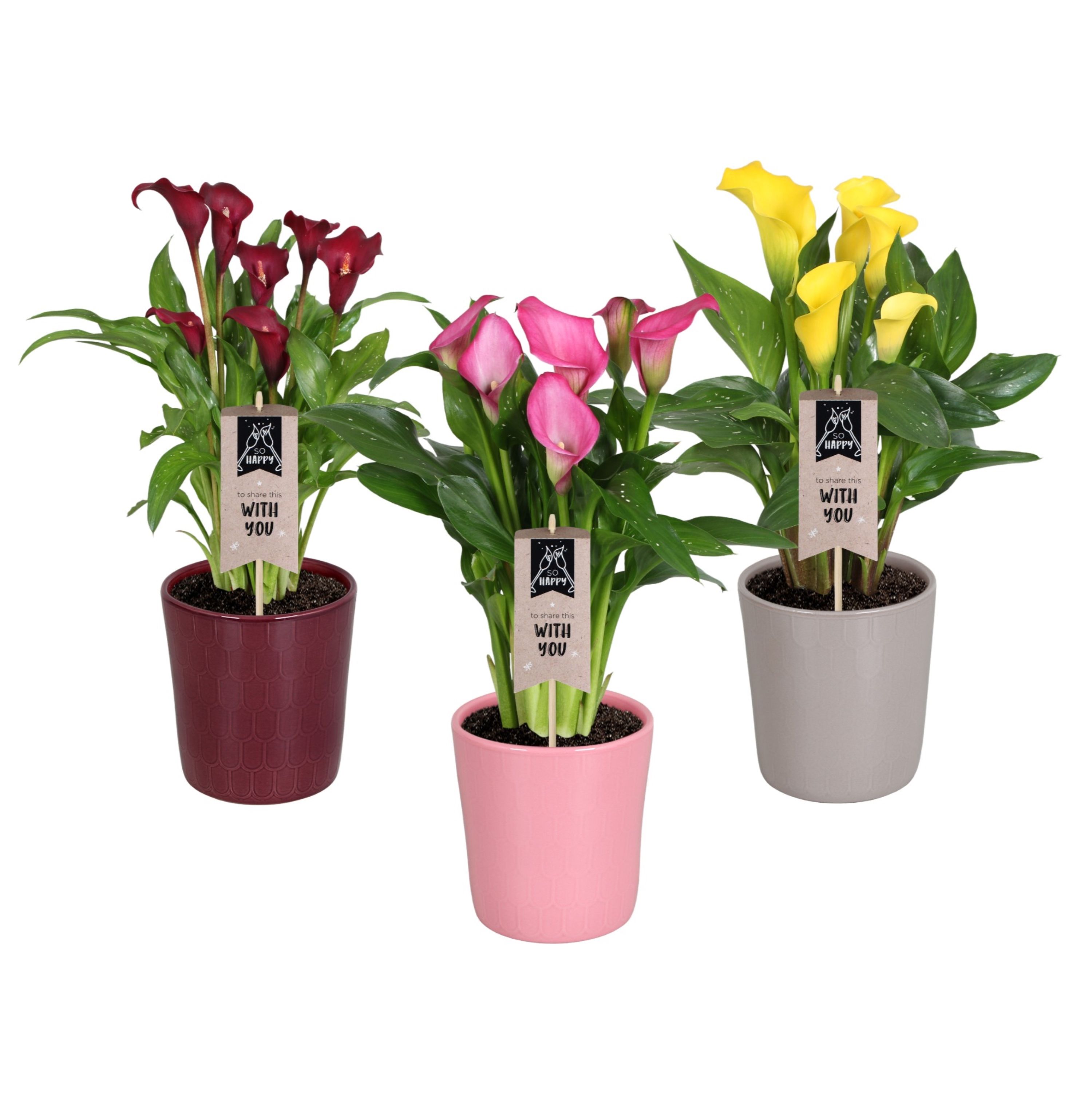 Zantedeschia gemengd Calla mix in Tico keramiek, D 14