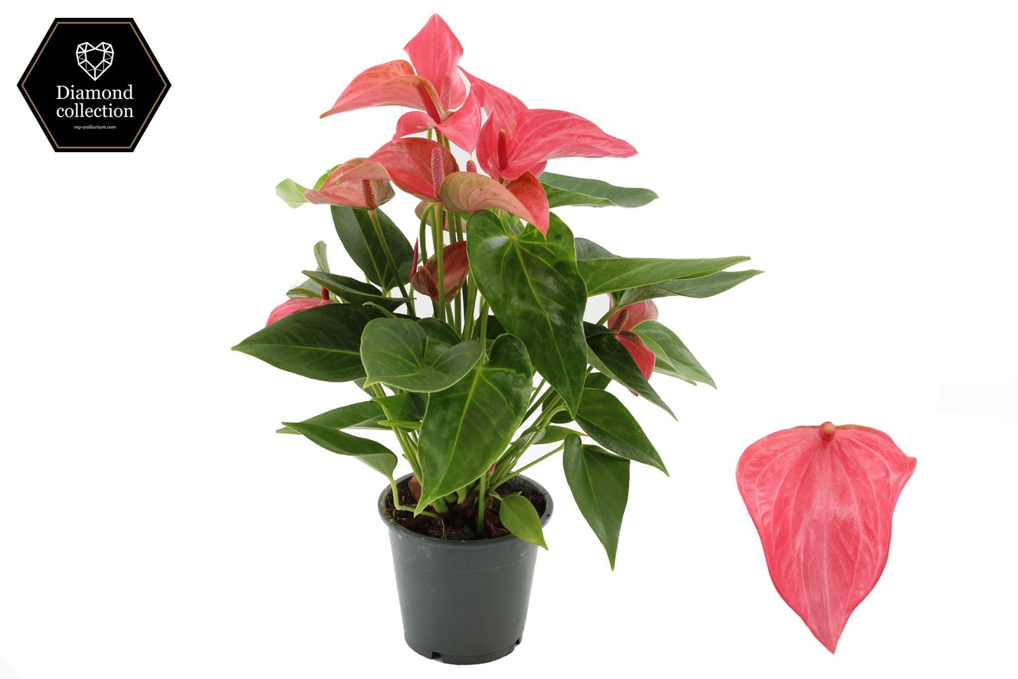 Anthurium 12 cm Romantico in transparant sleeve, D 12