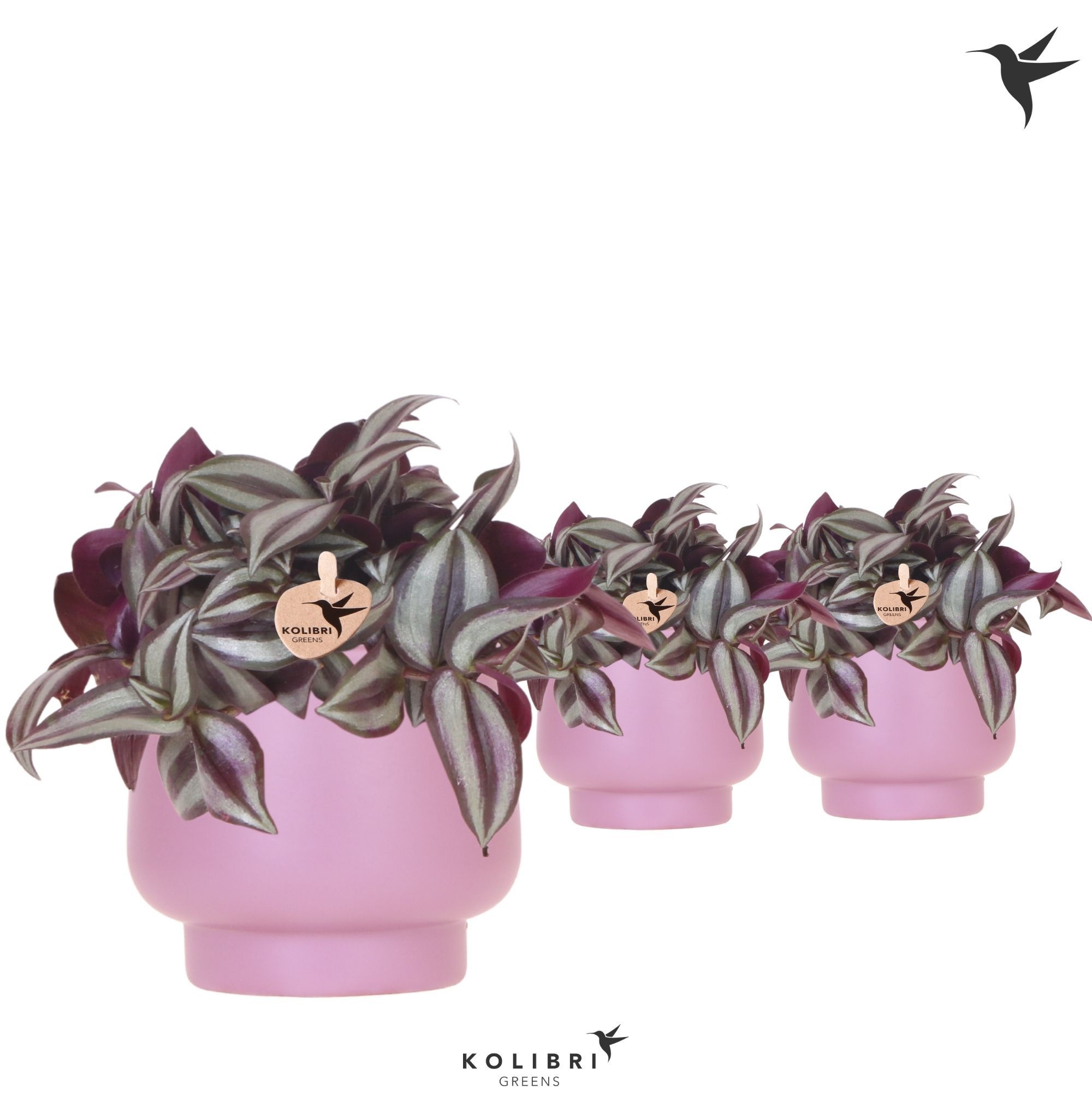 Kolibri Greens Tradescantia Zebrina in Scandic pot violet, D 9