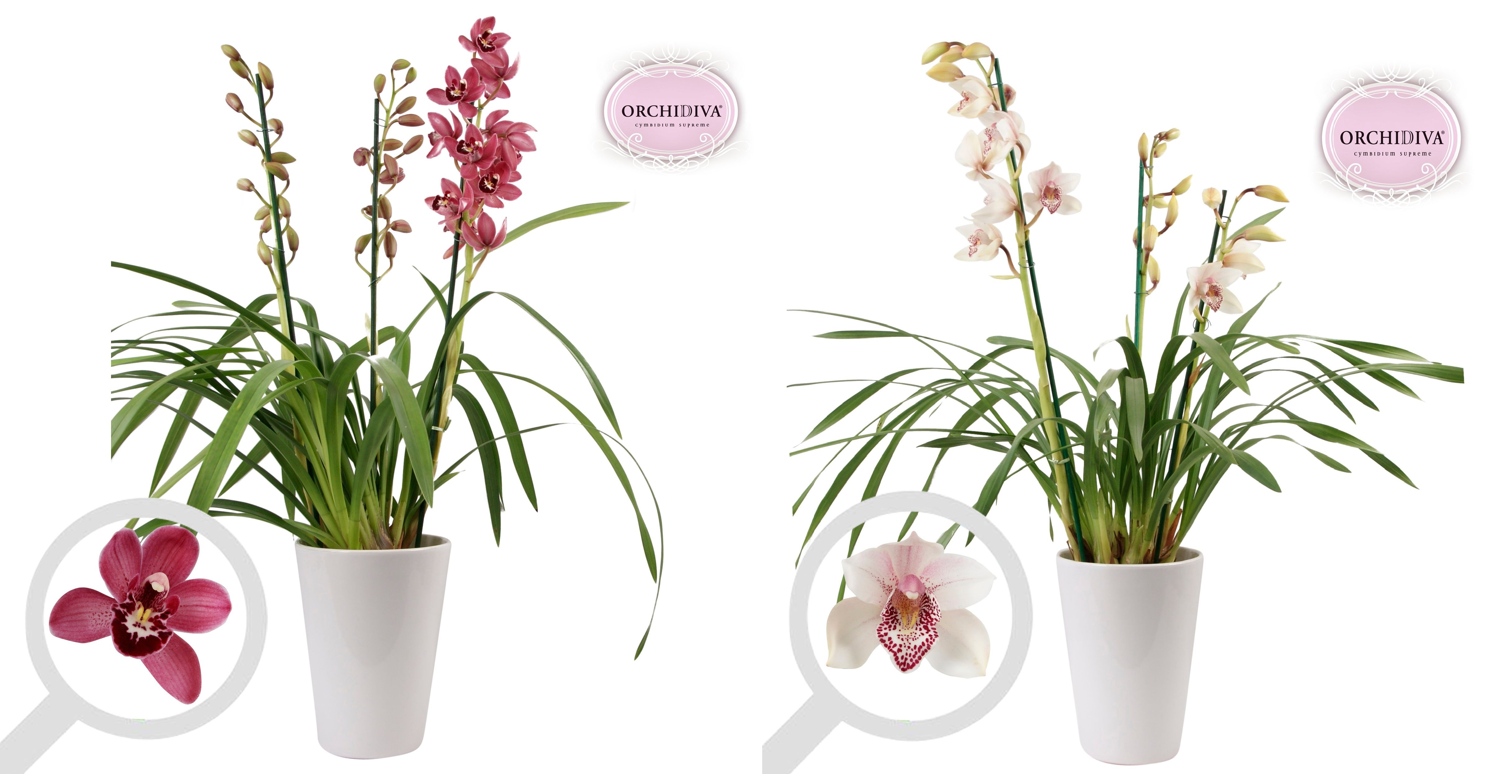 Cymbidium 3tak mix keramiek wit, D 17