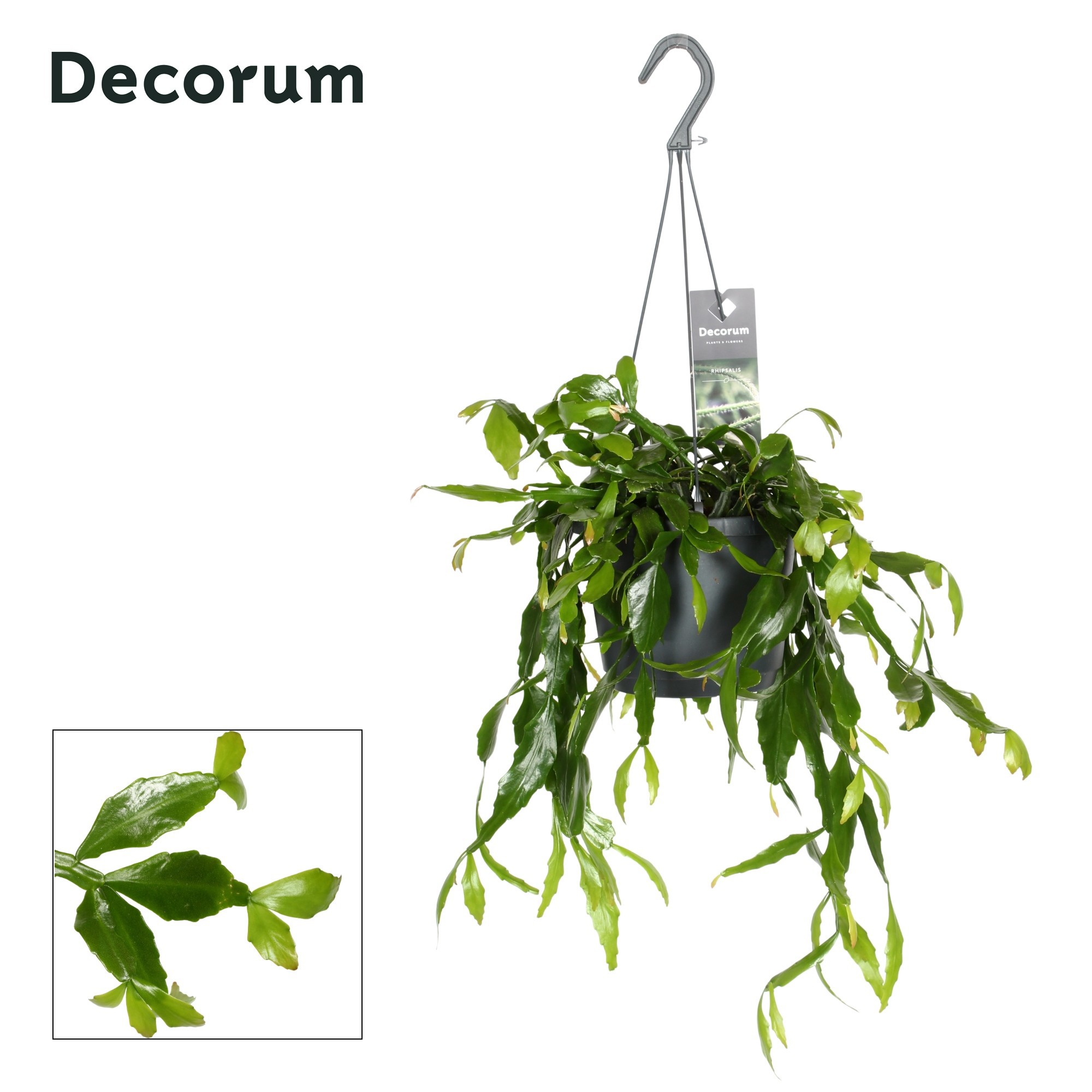 Rhipsalis crispata HP 17 cm, D 17