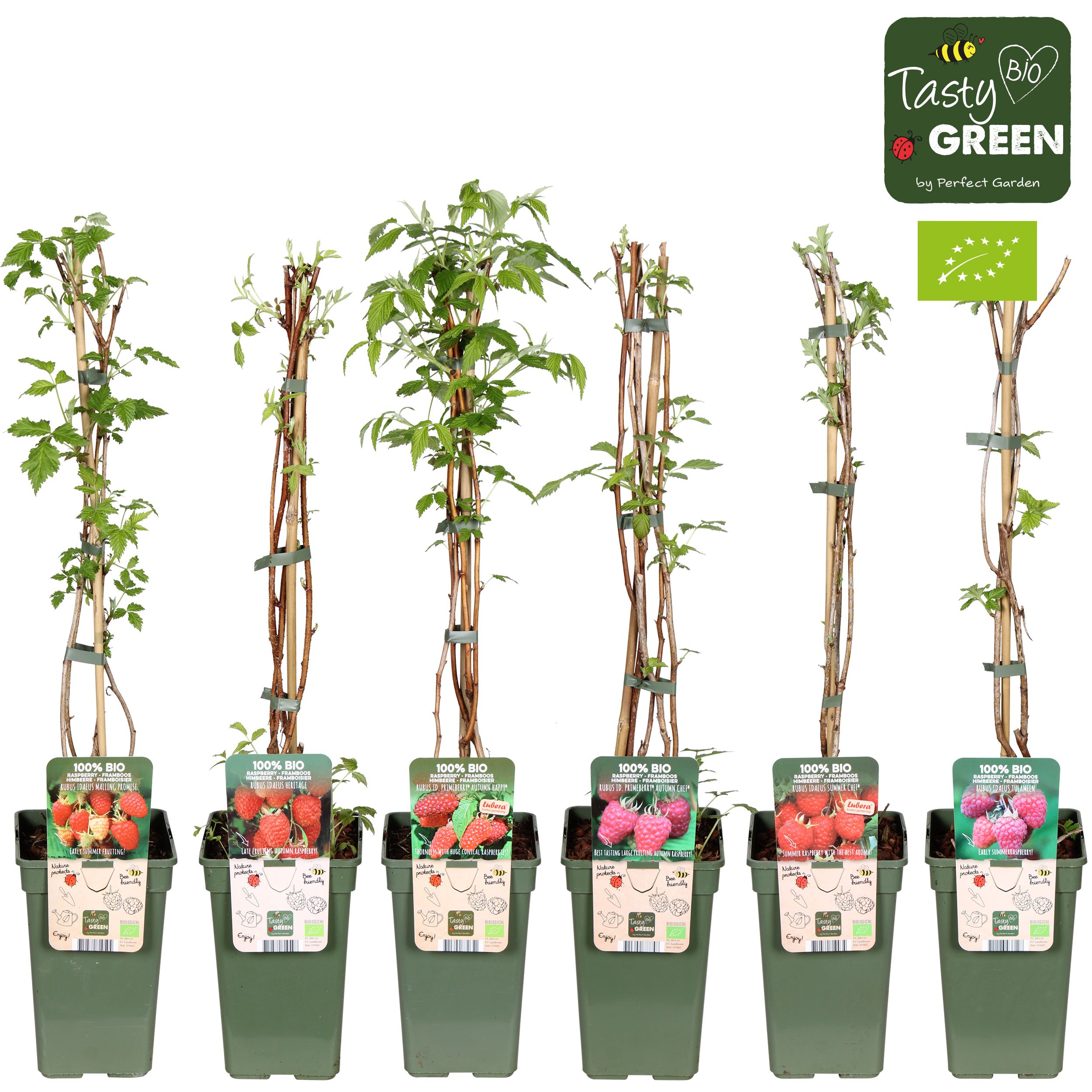 Rubus idaeus Framboos mix laag bio P19, D 19