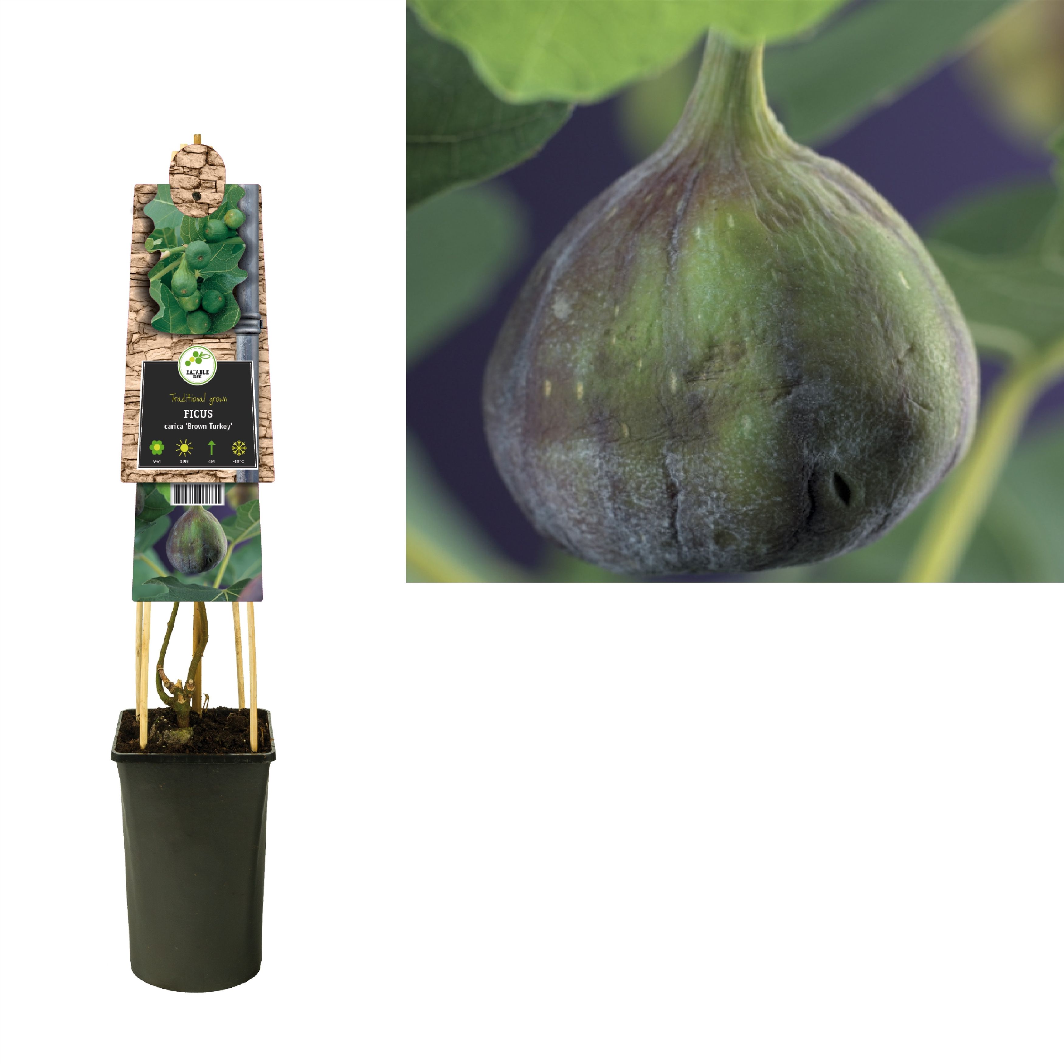 Ficus carica 'Brown Turkey' +3.0 label, D 17