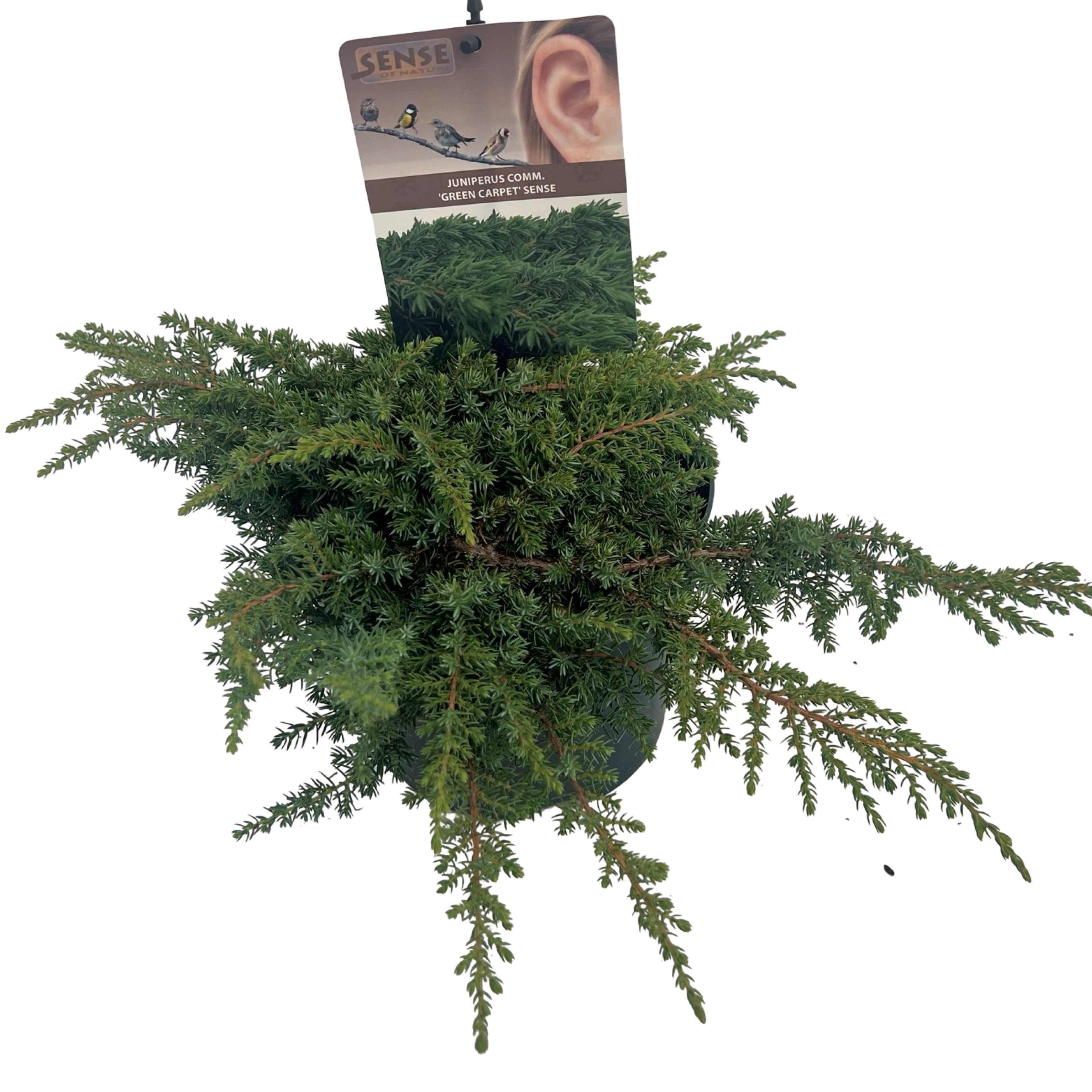 Juniperus comm. 'Green Carpet' sense, D 17