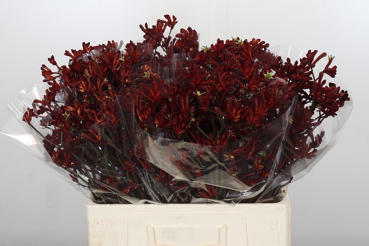 Анигозантус Баш Руби 60, шт.