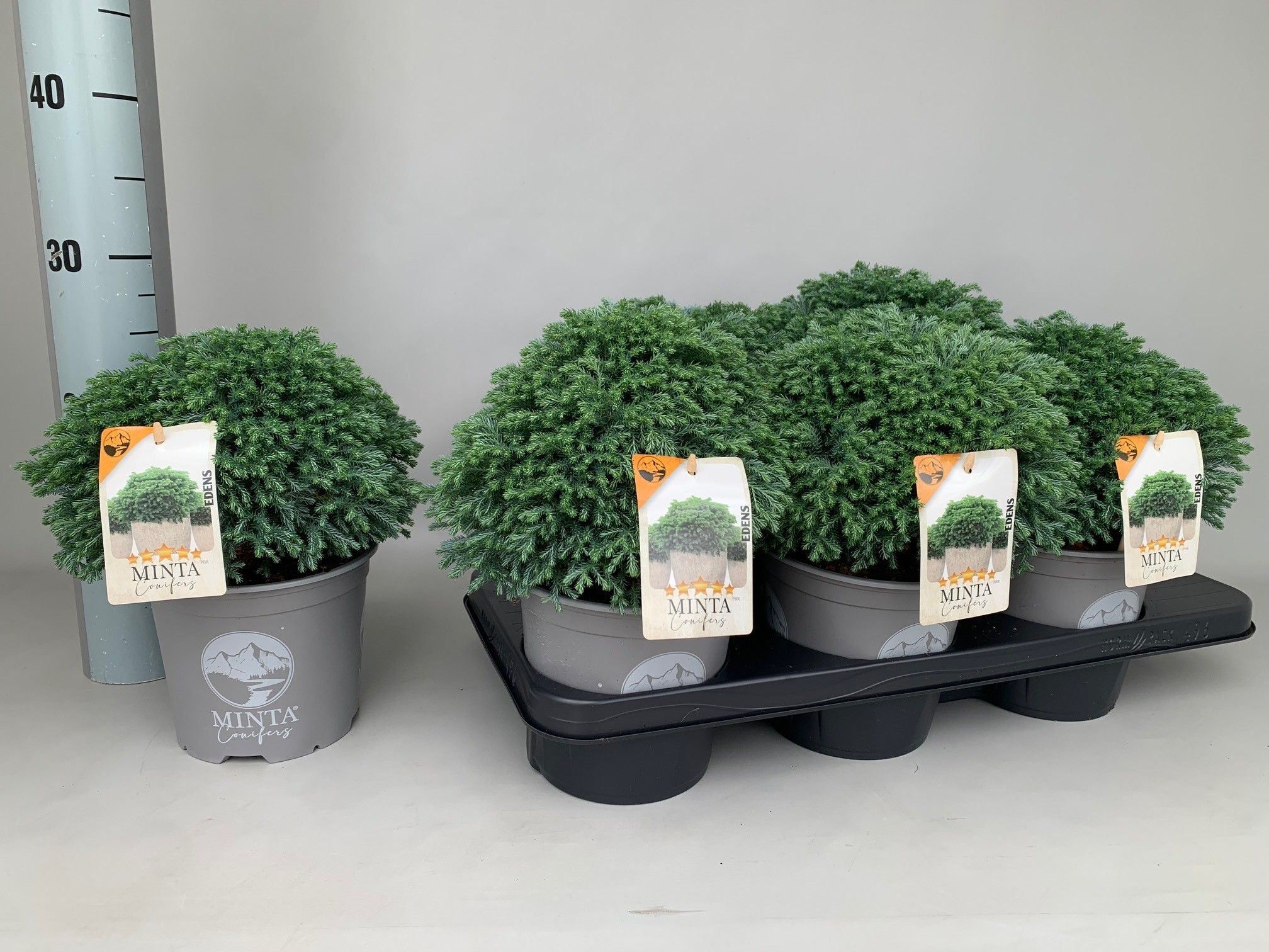 Chamaecyparis Pisifera Minta P15, D 15