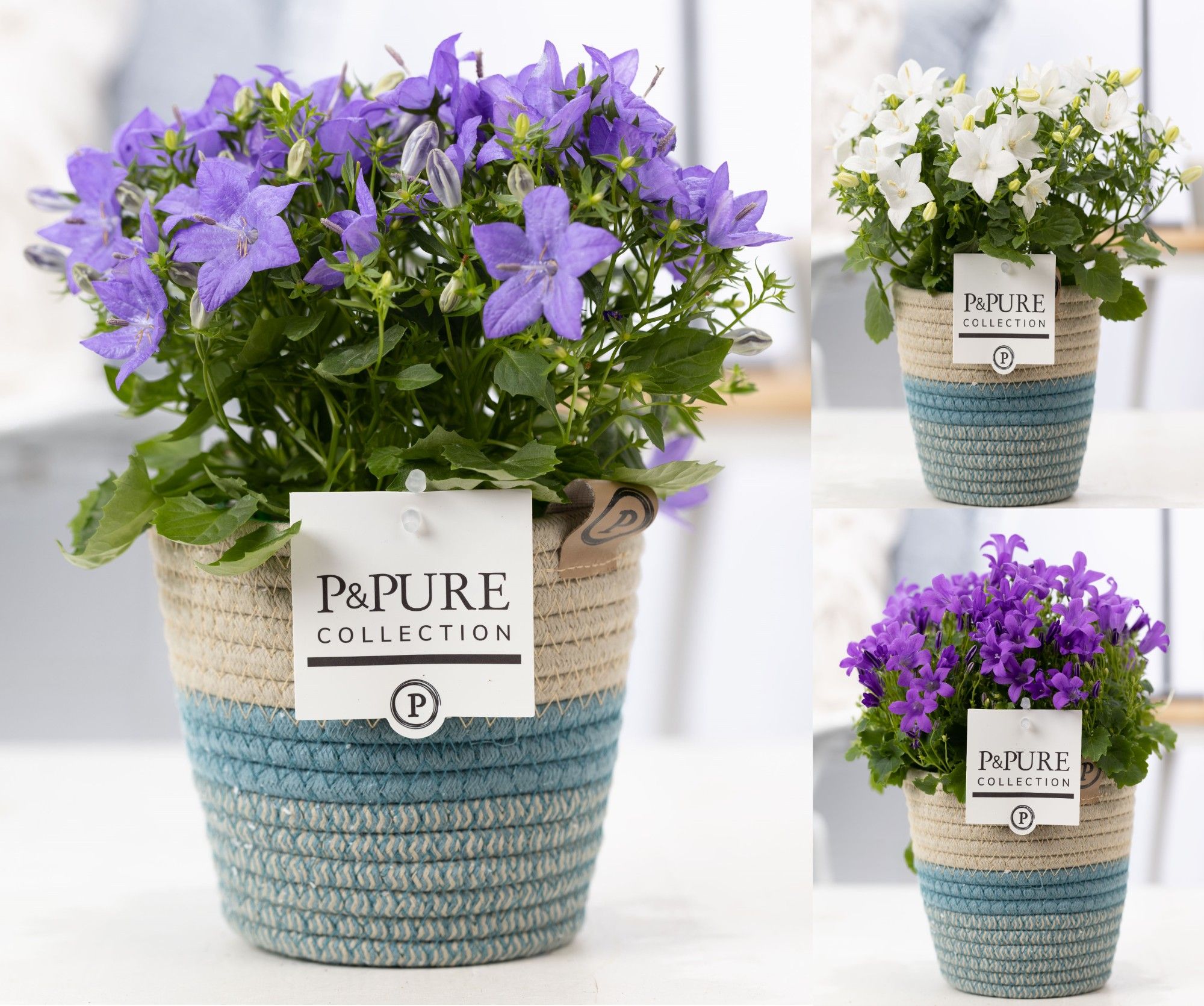 Campanula Mix Pure Valerie, D 14