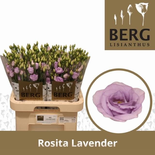 Эустома Розита Лавендер 70 (лаванд.), шт.