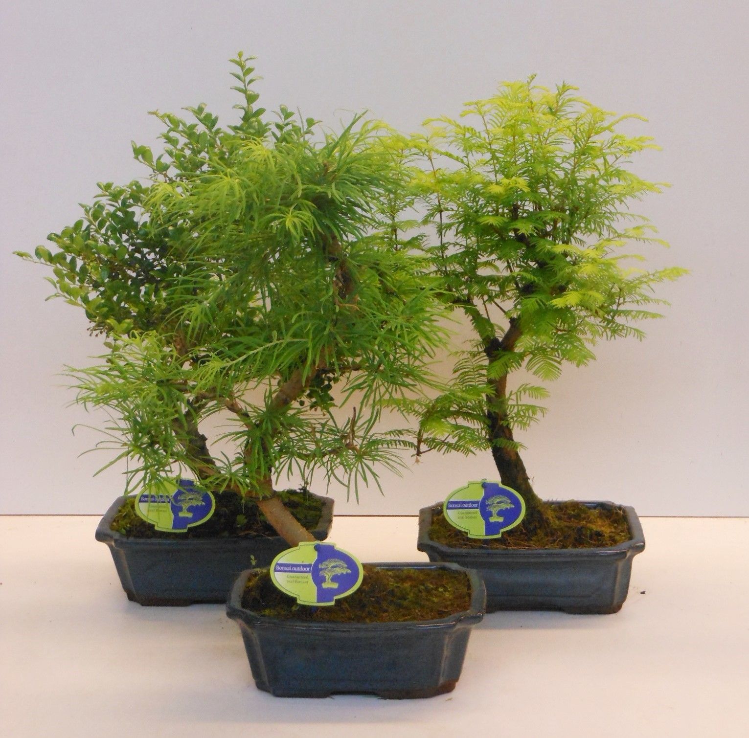 Bonsai mix outdoor, 24cm., shape, without drip tray - Partly without leaves in winter, D 23