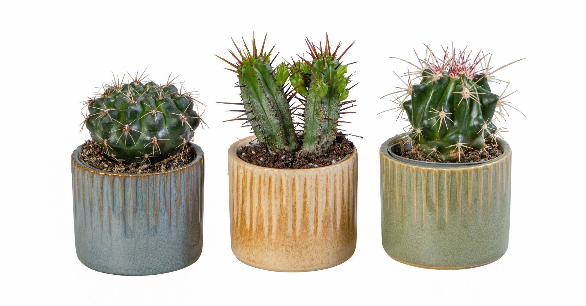 L 66027 With Cactus Mix 6 cm, D 6