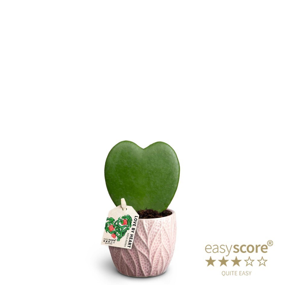 HOYA KERRII 40621436 Leaf Rosa Hoya Singel, D 7 cm