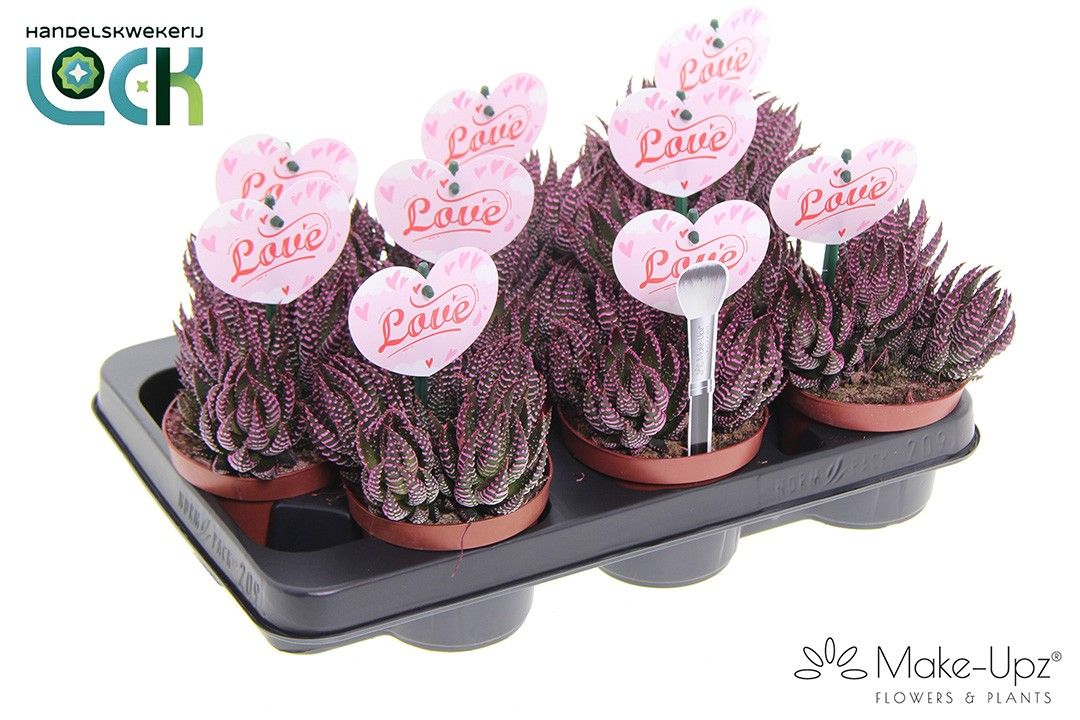 Haworthia Zebrina Make Upz moederdag, D 10,5