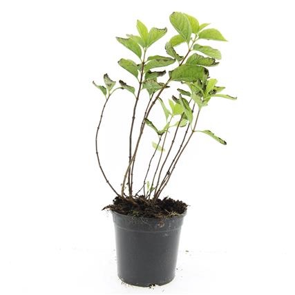 Philadelphus coronarius, D 14 cm