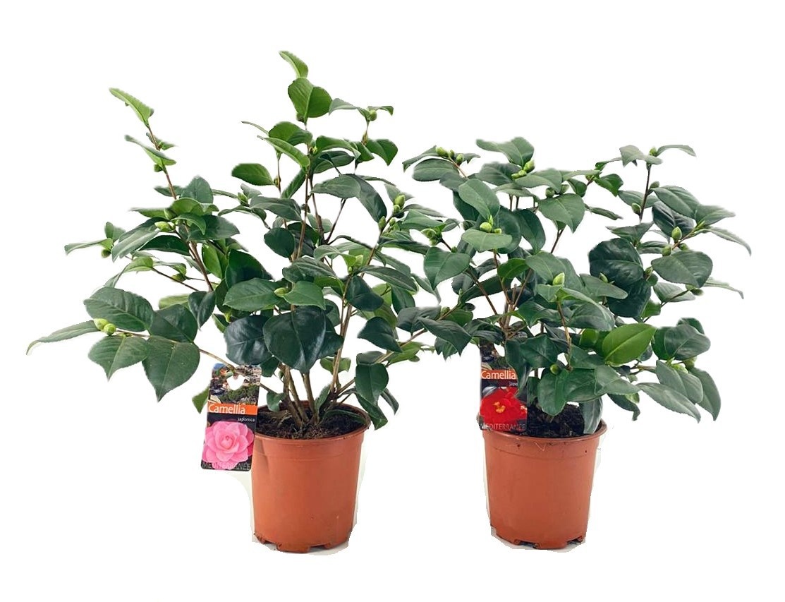 Camellia japonica, D 17