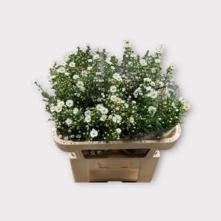 Астер Монте Казино Импрувд 70, шт.