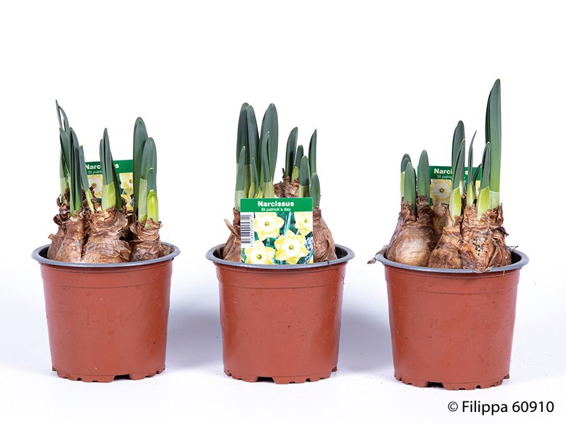 NARCISSUS INCOMPARABILIS 'St. Patricks day', D 11