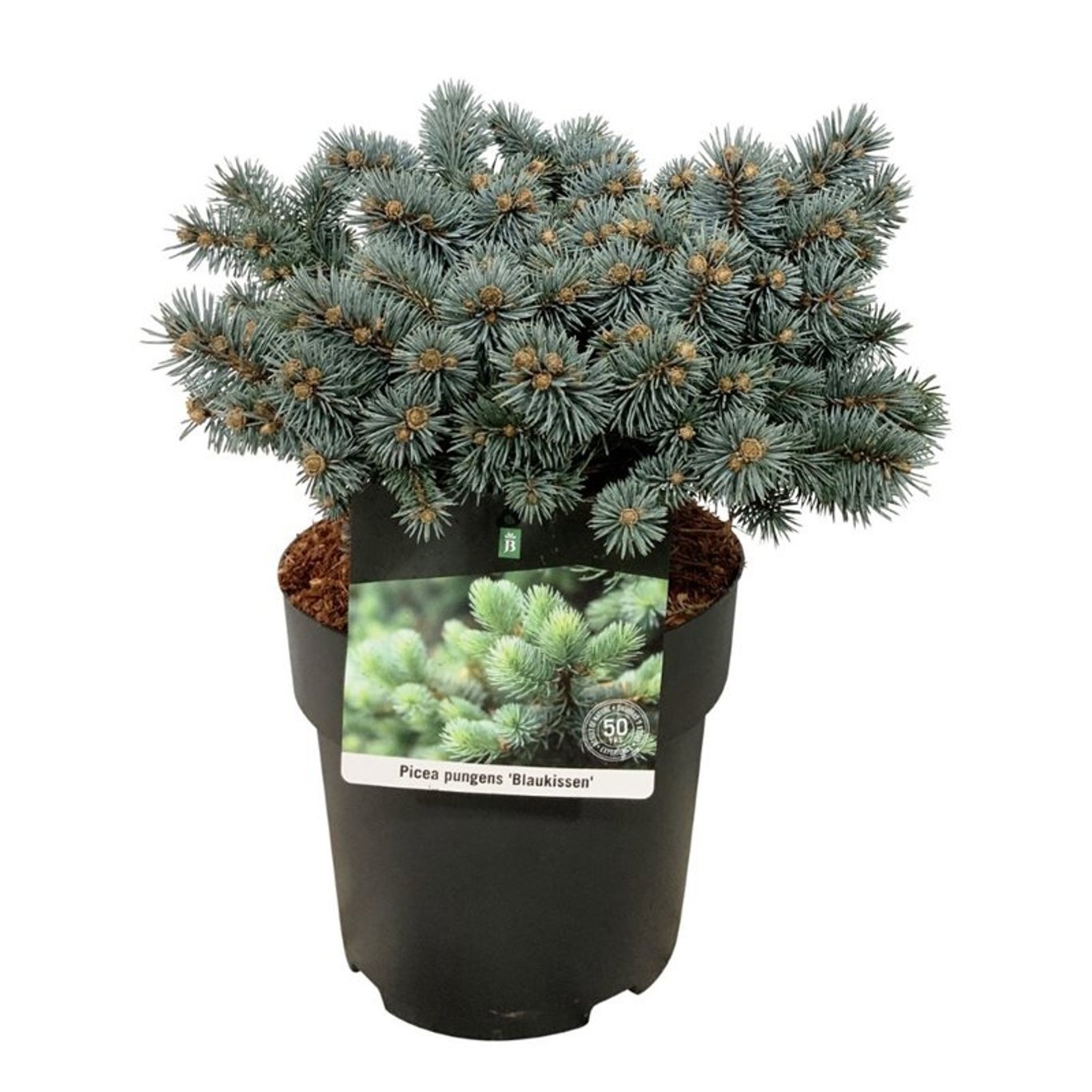 Picea pungens 'Blaukissen', D 21