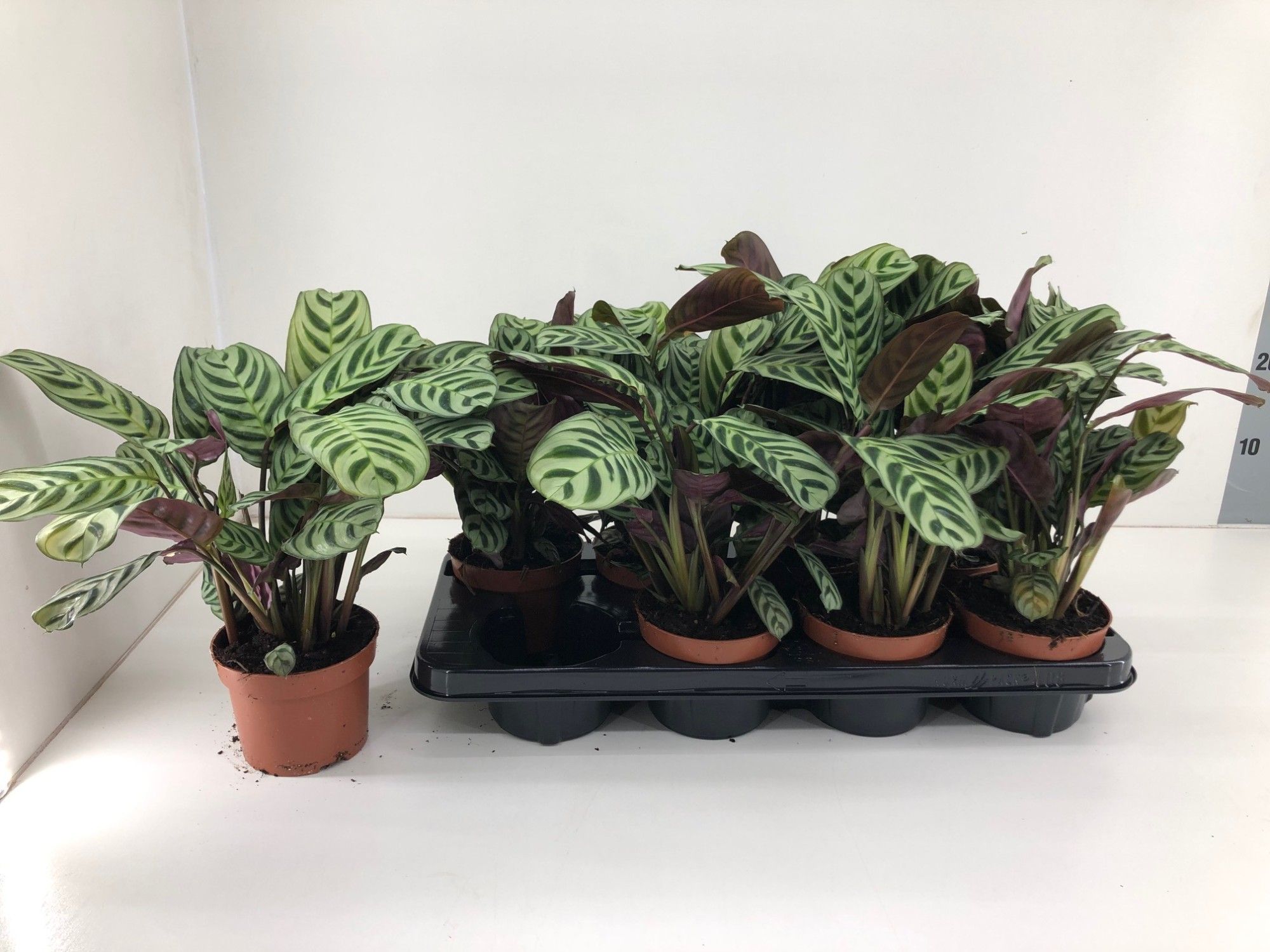 Calathea Burle Marxii Amabilis, D 12