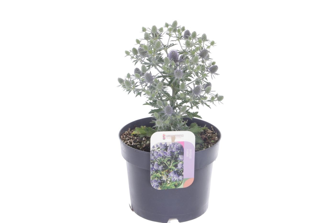 Eryngium planum Grumpy, D 17