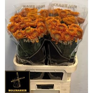Хризантема од. Вильем Оранж 80, шт.
