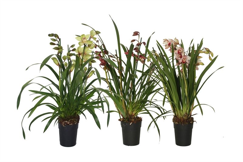 Cymbidium p14 mix 4T, D 14
