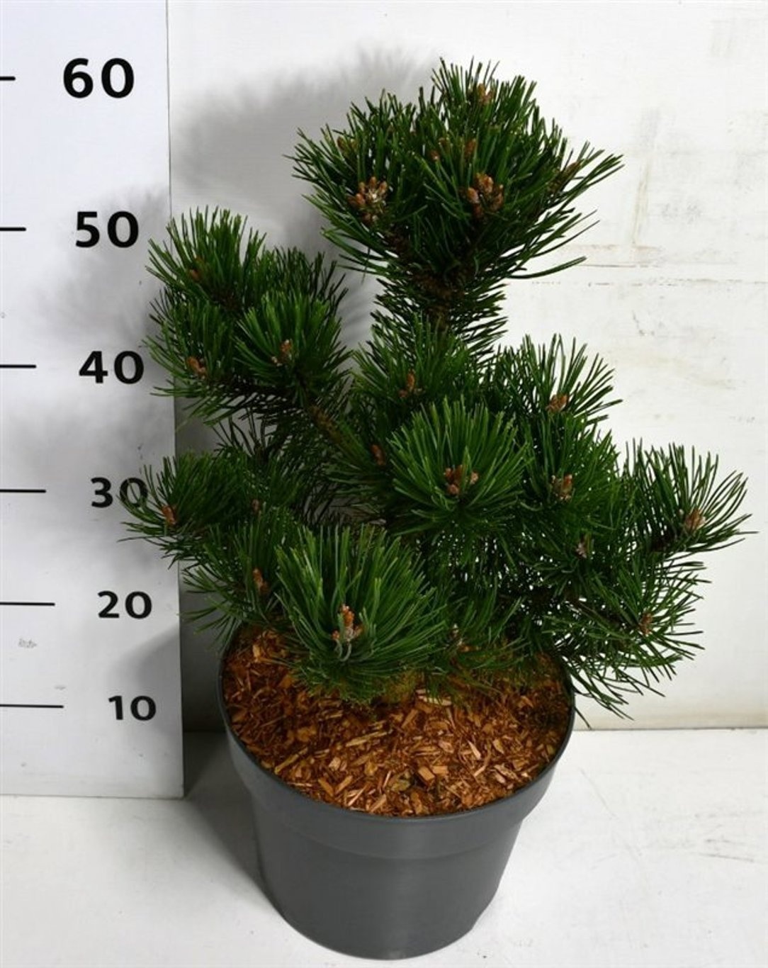 Pinus mugo 'Humpy', D 23
