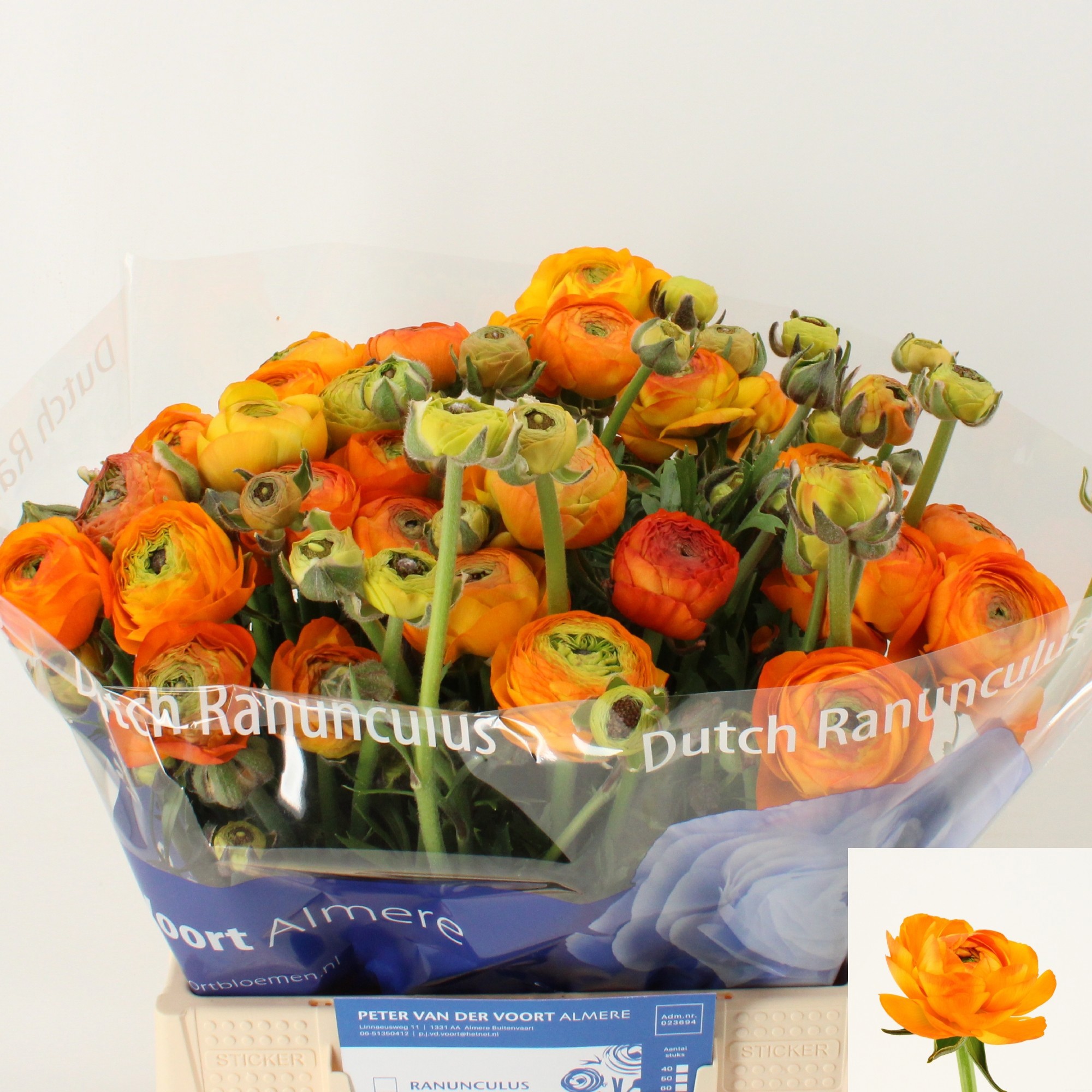 Ранункулус Азур Оранж 45 (оранж.), шт.