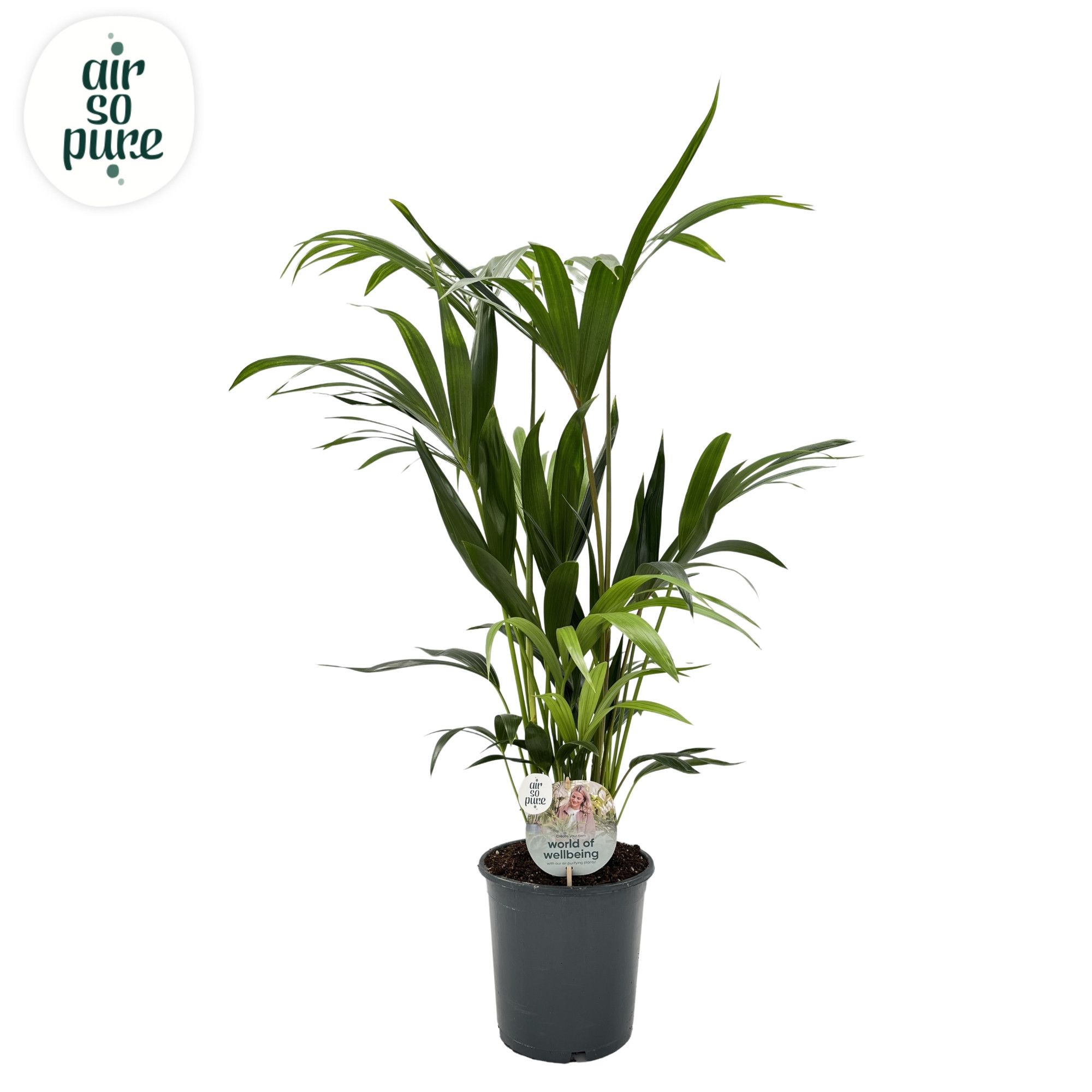 KENTIA - P21 H90 - 6PP - Air So Pure (Howea forsteriana), D 21