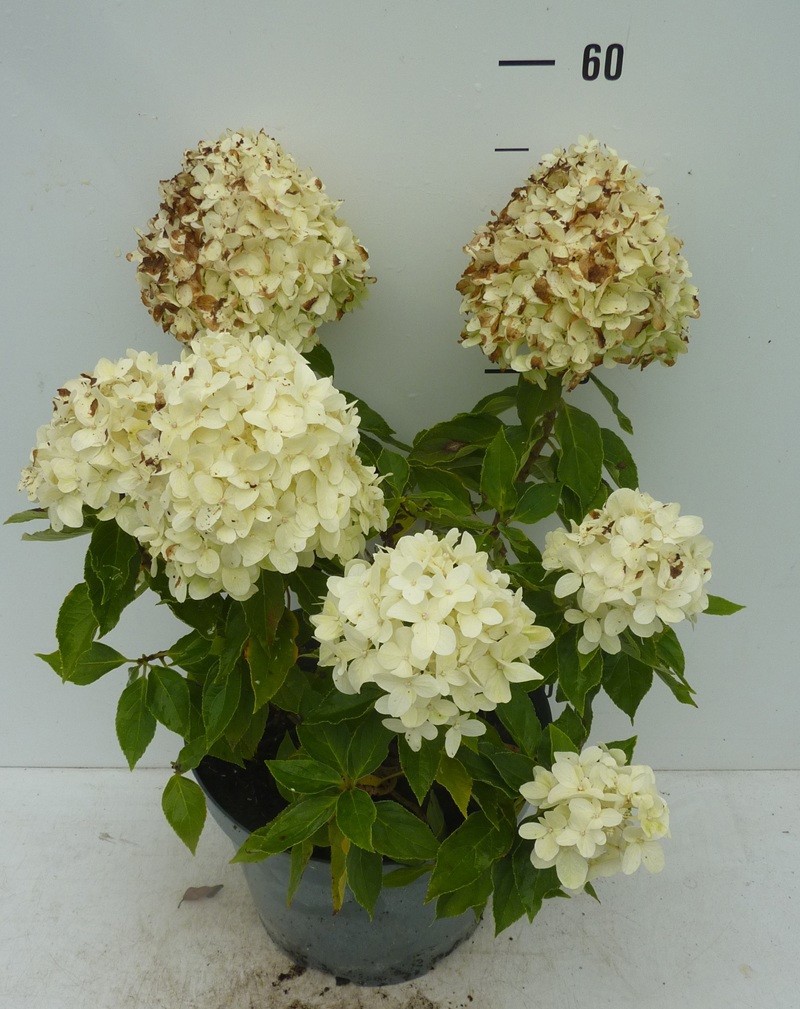 Hydrangea paniculata Little Spooky ®, D 27