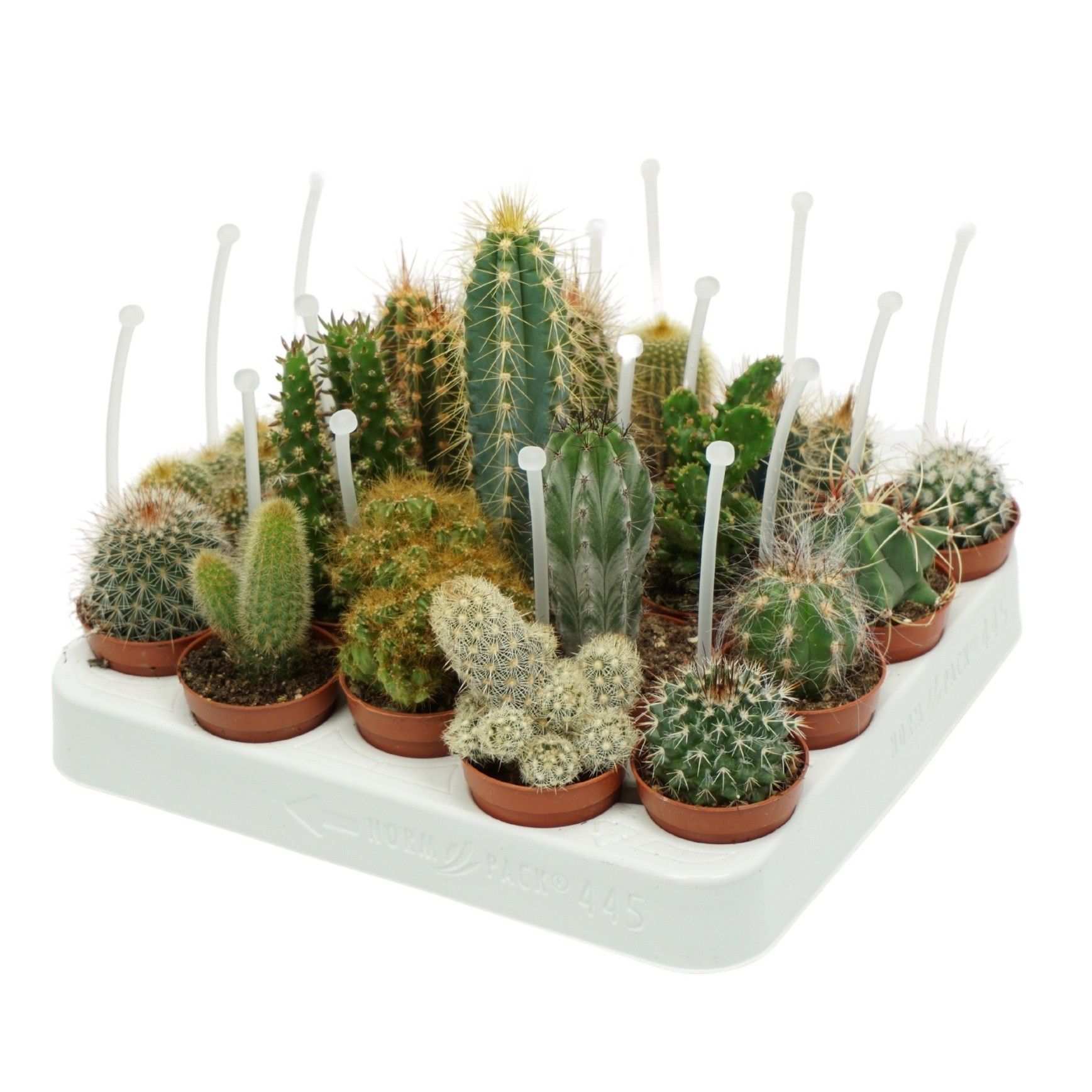 Cactus mix 5,5 cm met picker, D 5,5