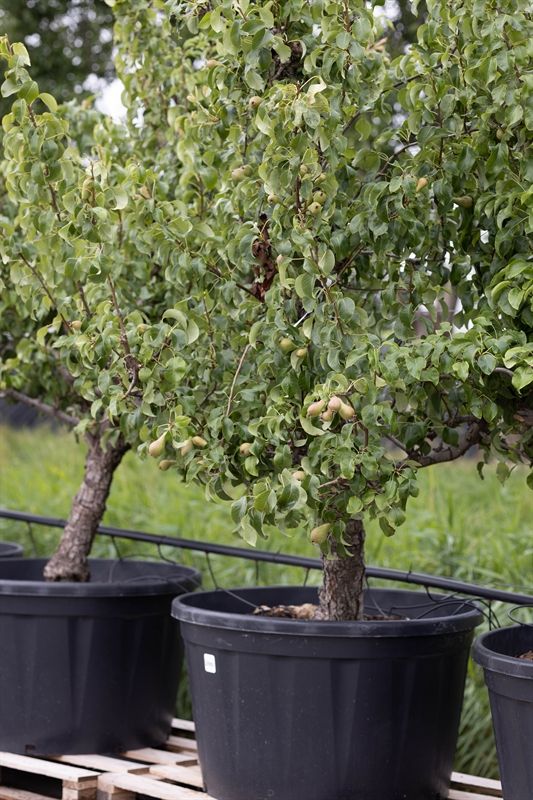 Pyrus comm. Doy. du Comice 25 jr Handpeer - 25 jaar, D 90