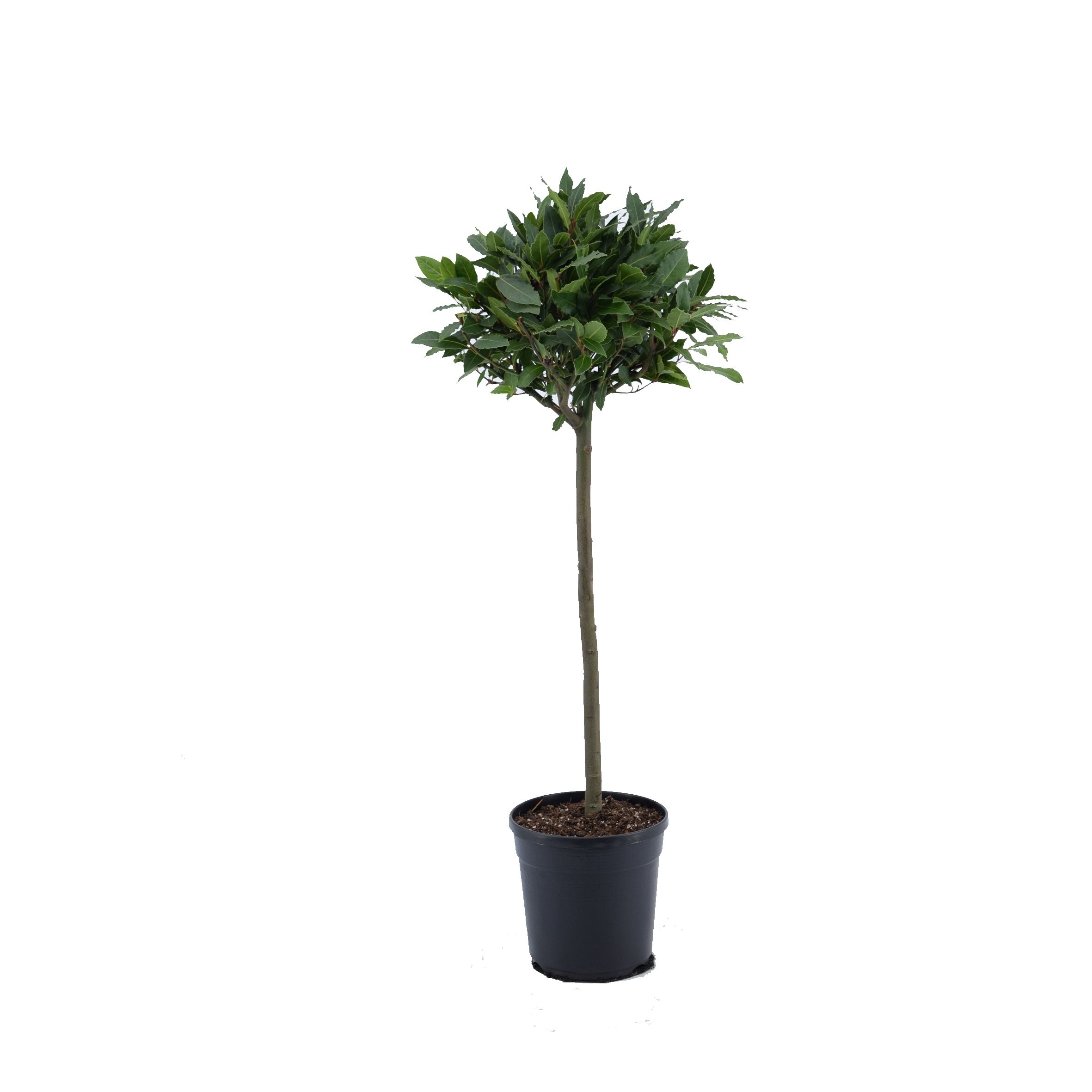 Laurus nobilis Bol op stam, D 20