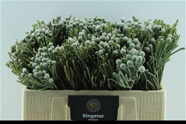 Бруния Лаевис 50 (сер.), шт.