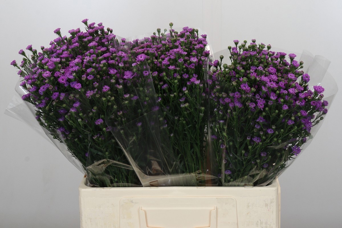 Астер Асти Мини Бэби Пинк 60, шт.