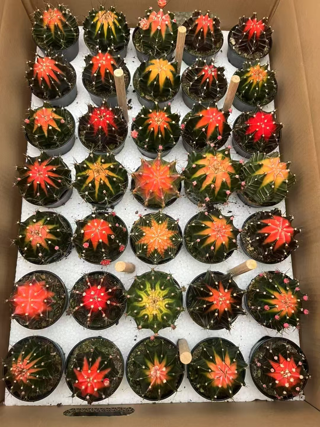 кактус Ванксианг Кап Пеонй Брокаде 9 12