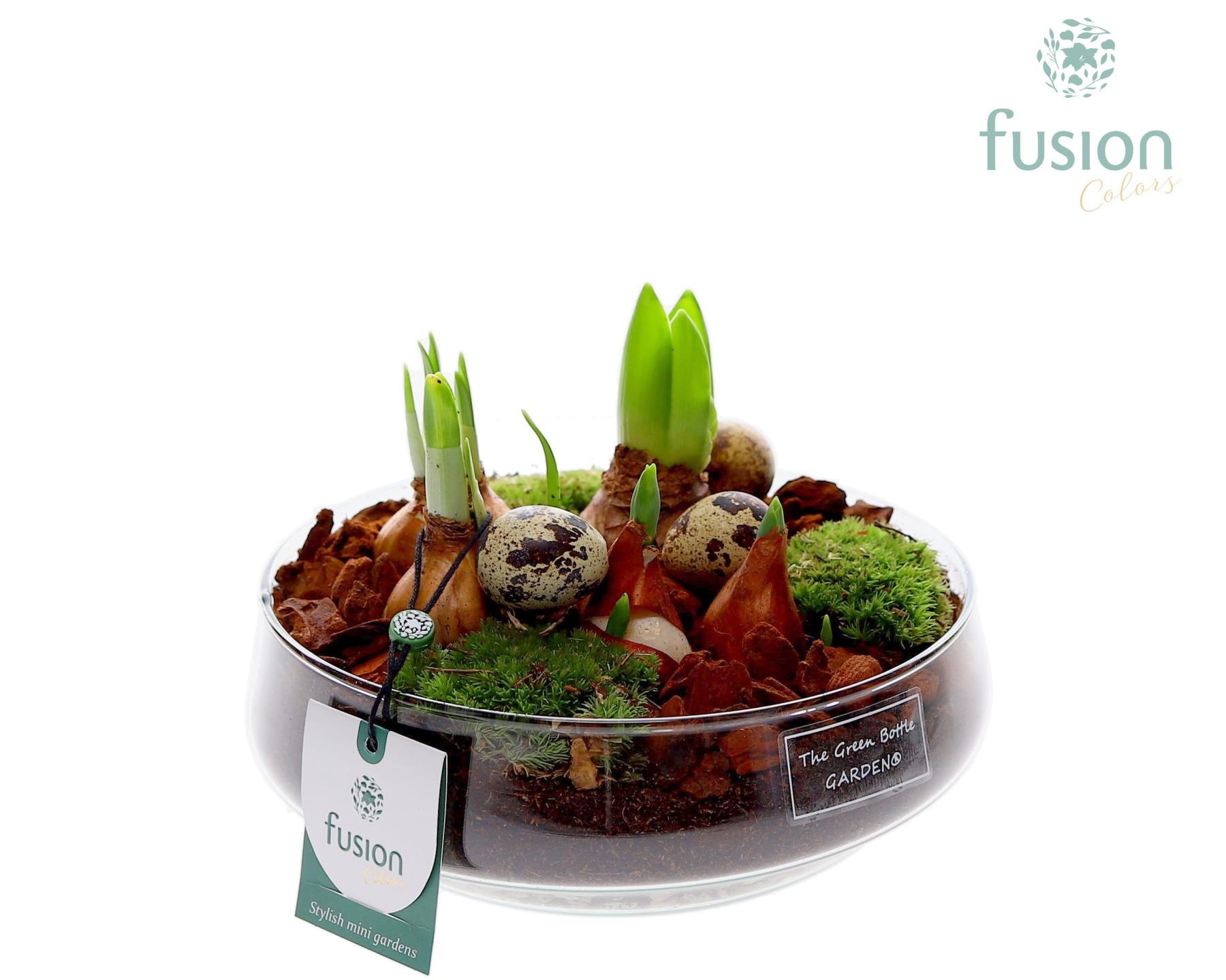 Green Bottle Iris Medium Pasen met Bollen mix, D 19