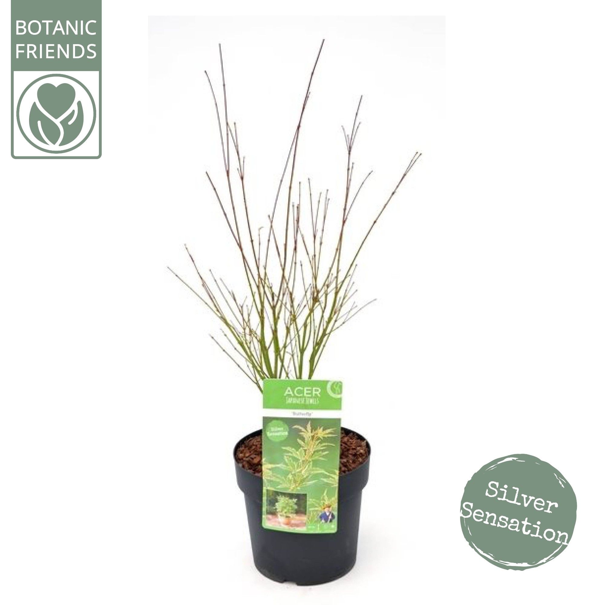 Acer palm. 'Butterfly', D 24