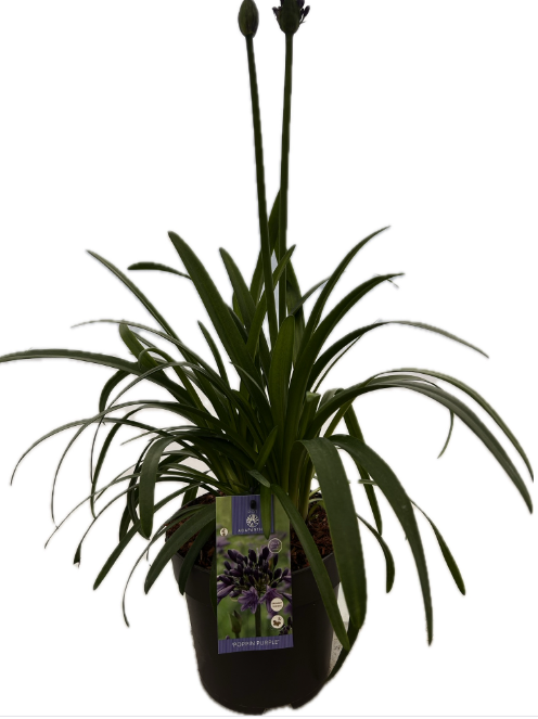 Agapanthus 'Poppin Purple' P22 EVERGREEN, D 22