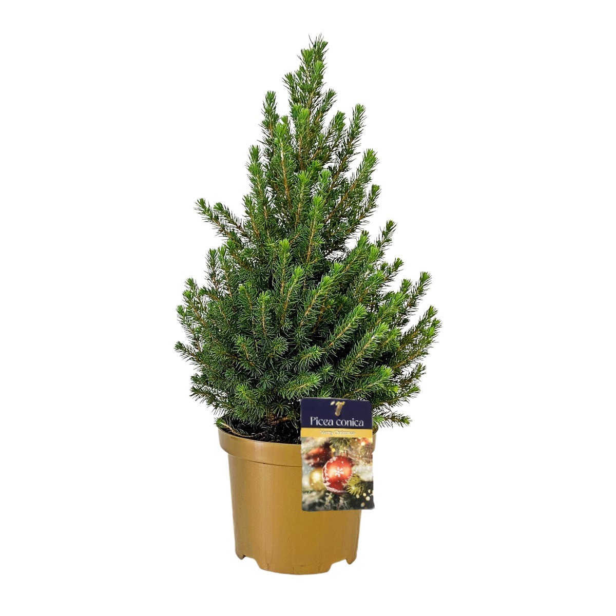 Picea gl. 'Conica' 40-50 cm Goud ( 50-60 cm ), D 19 cm