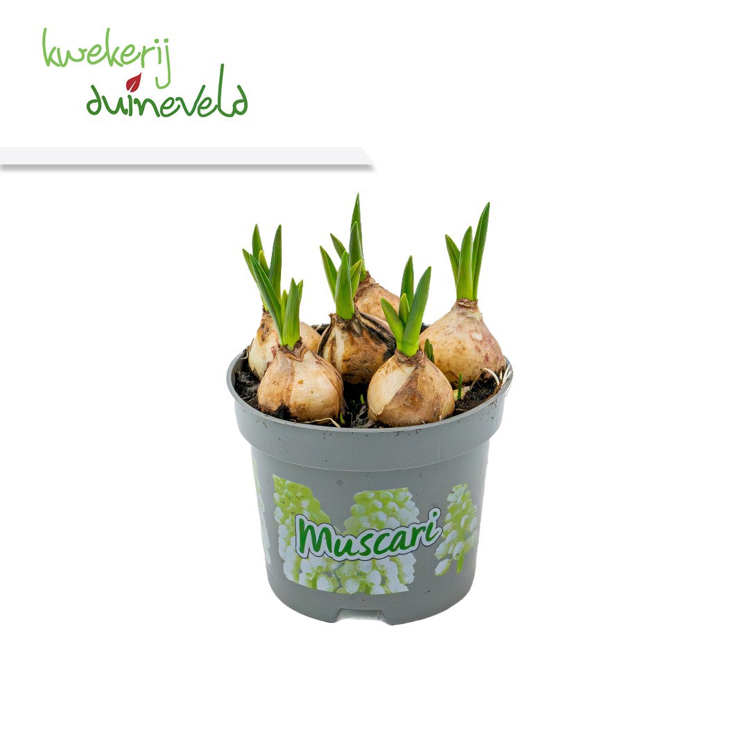 Muscari White Magic P9, D 9