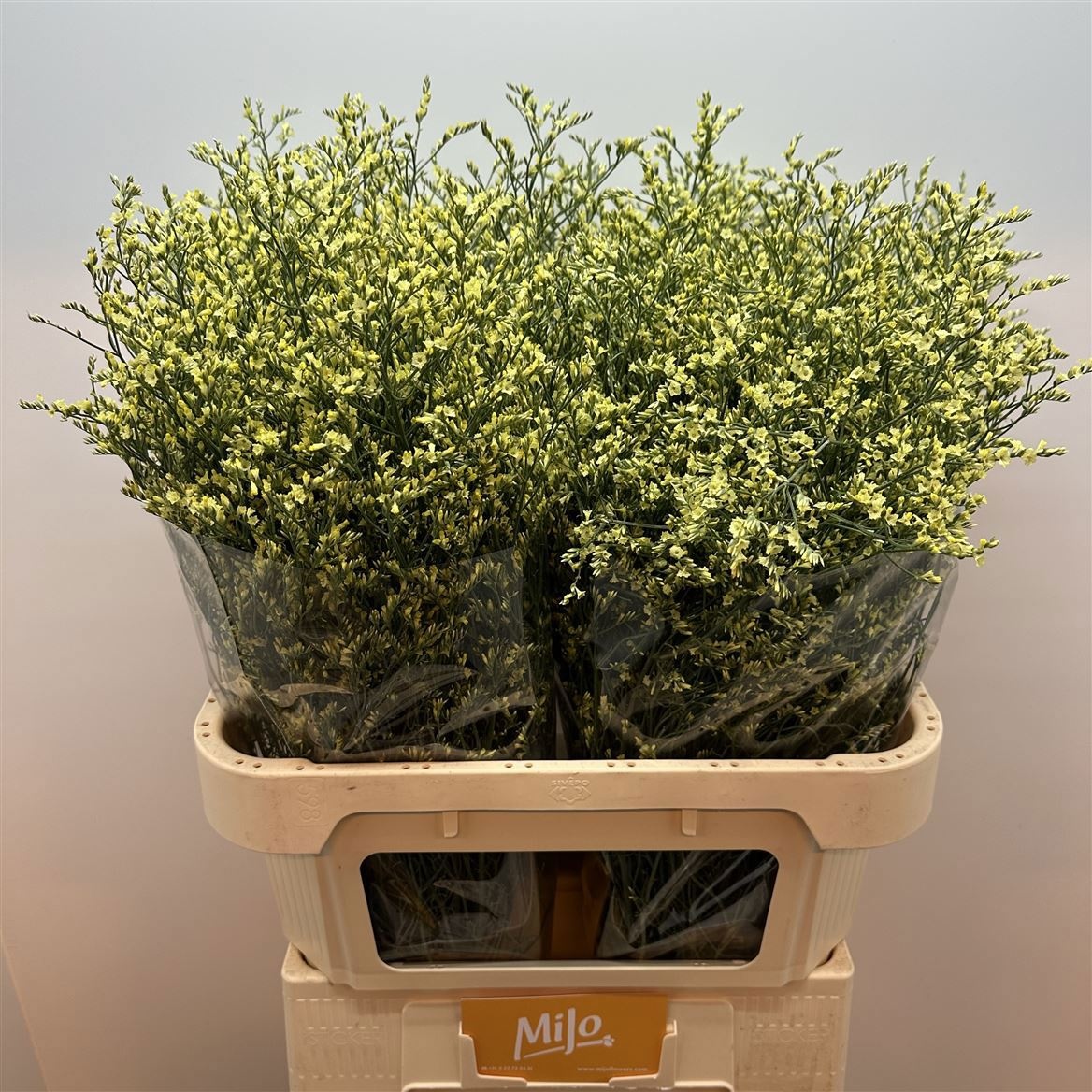 Лимониум Чайна Еллоу 80, шт.