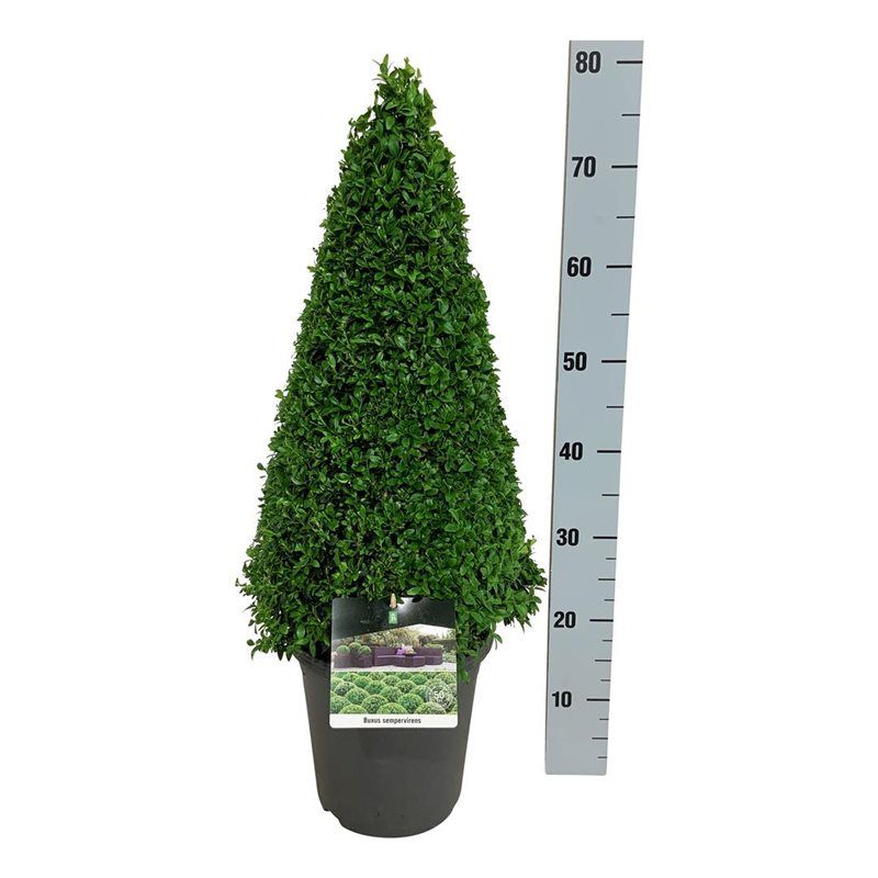 Buxus sempervirens, D 23