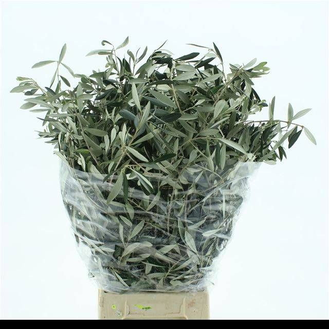 Олива Европейская за пучок 70, пуч.