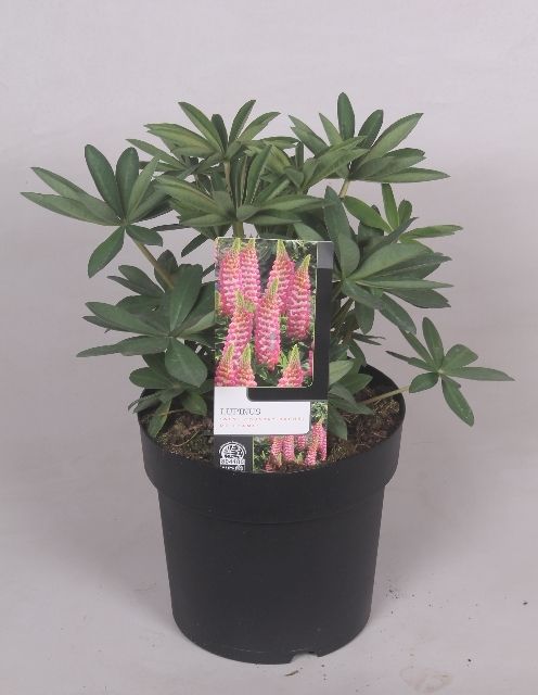 Lupinus 'West Country' Rachel de Thame - 23 cm, D 23